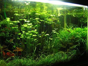 Freshwater Plants, Freshwater Aquarium Plants, Amazing Aquariums, Fish Tank Terrarium, Diy Fish Tank, Aquascape Design, Tropical Fish Tanks, Aquarium Terrarium, Fresh Water Fish Tank