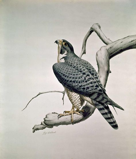 Guy Coheleach, Bird Of Prey Tattoo, Falcon Drawing, Falcon Bird, Falcon Art, Audubon Prints, Snake Illustration, Needle Painting, Vintage Bird Illustration