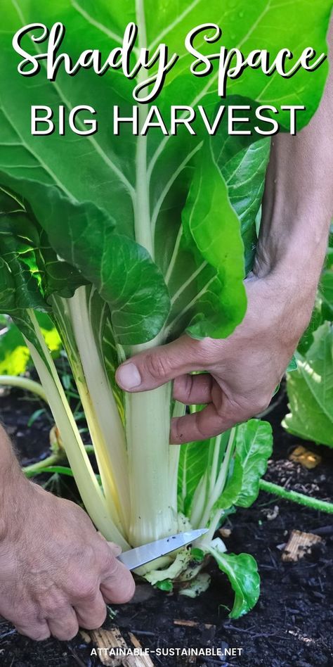 hands cutting swiss chard in the garden Shade Garden Vegetables, Low Light Vegetables, Shaded Vegetable Garden, Low Light Vegetable Garden, Shade Tolerant Vegetables, Low Light Garden Outdoor, Vegetables That Grow In Shade, Shade Loving Vegetables, Shade Vegetable Garden