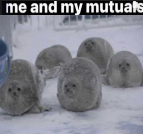 Home / X Seal Matching Pfp, Seal Oc, Bearded Seal, Seal Meme, Silly Seal, Ringed Seal, Family Seal, Signed Sealed Delivered, Fur Seal