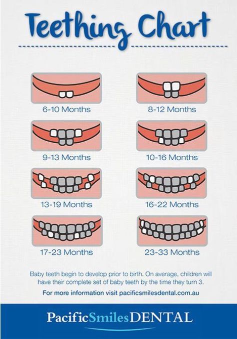 Baby Teeth Chart, Baby Teething Chart, Baby Tooth Chart, Teeth Chart, Teething Chart, Vom Avea Un Copil, Baby Chart, Baby Trivia, Baby Feeding Chart