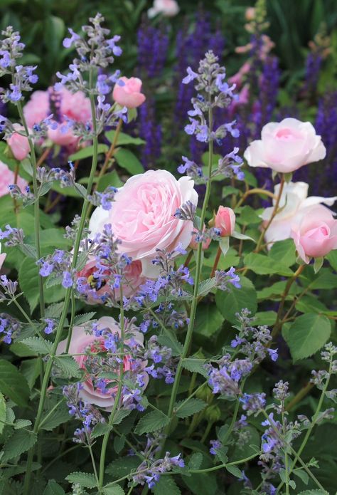 Everything is Coming Up Roses at Old Castle Cottage - Old Castle Cottage Clematis And Climbing Roses Together, Castle Cottage, Cottage Garden Roses, Old Castle, Fragrant Roses, Rose Care, Coming Up Roses, English Cottage Garden, Climbing Roses