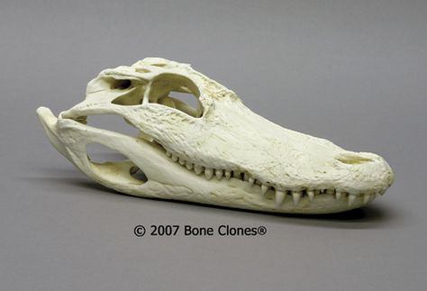 Alligator Skull, Crocodile Skull, Skull Reference, Saltwater Crocodile, Animal Skeletons, Taxidermy Art, Vulture Culture, Jeepers Creepers, Real Bones