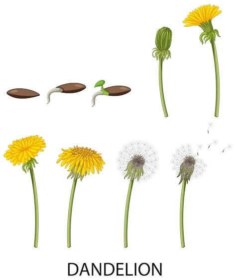 Life Cycle Illustration, Cycle Illustration, Flower Life Cycle, Cycle Drawing, Dandelion Drawing, Mushroom Plant, Dandelion Seed, Ap Art, Cityscape Photos