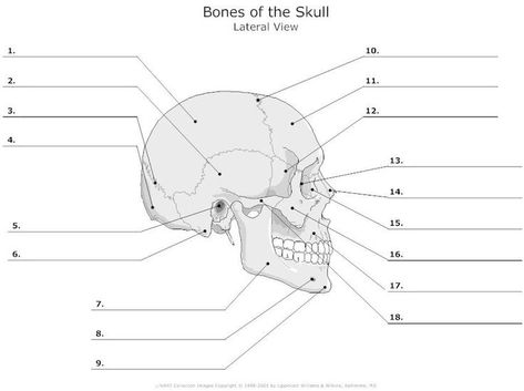 Skull Bones Anatomy Blank Diagram Skull Diagram, Skull Labeled, Anatomi Dan Fisiologi, Human Skull Anatomy, Human Skeletal System, Human Skeleton Anatomy, Facial Bones, Skull Anatomy, Anatomy Bones