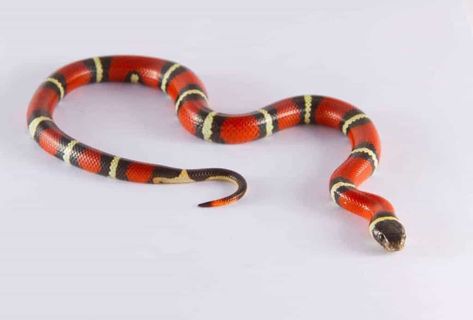 How Long Do Milk Snakes Get (and How Long it Takes to Grow)? | Embora Pets Cypress Mulch, Pine Shavings, Milk Snake, Coral Snake, Ball Pythons, Reference Board, Plant Help, Snake Lovers, Best Plants