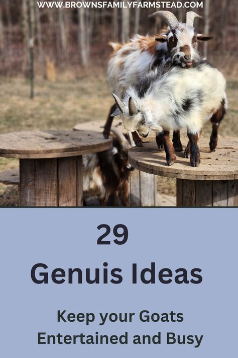 Goats on Large Cable Spools Goat Enrichment Diy, Goat Playground Ideas Old Tires, Goat Teeter Totter Diy, Diy Goat Scratching Post, Playground For Goats, Enrichment For Goats, Goat Playground Ideas Diy Pallets, Baby Goat Playground Ideas, Goat Toys Ideas