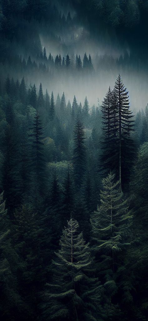 Coniferous Forest Aesthetic Wallpaper - Aesthetic Forest Wallpaper Forest Asethic Wallpaper, Ipad Dark Wallpaper Aesthetic, Forest Green Iphone Wallpaper Aesthetic, Black Forest Aesthetic, Mage Wallpaper, Forrest Asethic Wallpaper, Dark Forest Photography, Coniferous Forest, Dark Forest Wallpaper