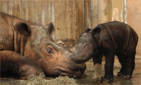 Devastating news for Sumatran rhino as Suci dies at Cincinnati Zoo Sumatran Rhino, Wildlife Biology, White Rhinoceros, Save The Rhino, Zoo Aquarium, Baby Rhino, Extinct Species, Cincinnati Zoo, Surviving In The Wild