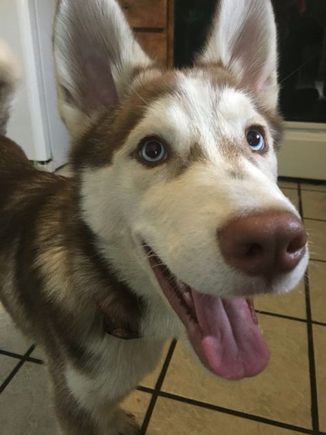 Brown Husky Aesthetic, Brown And White Husky, Brown Husky Puppy, Husky Brown, Brown Husky, Baby Huskies, Wolf Husky, White Husky, Cute Husky