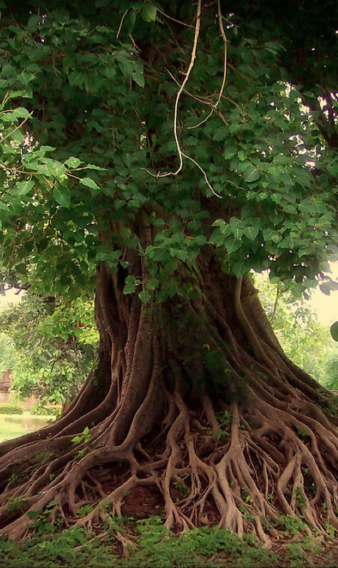 If these roots could talk.... They'd tell you to stand firm and whether the storm, enjoy the view within a strong foundation, dance with the wind and shimmer in the sun. (A.S.) Tree Lover, Old Trees, Unique Trees, Tree Roots, Tree Hugger, Nature Tree, Tree Forest, Enchanted Forest, Beautiful Tree