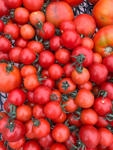 Basket of roma tomatoes from the garden #farmfresh #tomatoes Tomatoes Pictures, Tomato Pics, Tomato Background, Tomatoes Photography, Tomato Images, Cherry Tomatoes Photography, Roma Tomatoes, Farm Fresh, Tomatoes