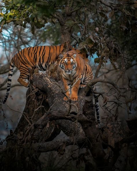 Tigers in the Jim Corbett National Park Tiger Reserve Corbett National Park, Jim Corbett National Park, Jim Corbett, Tigers, National Park, National Parks, Animals, Photography, Nature