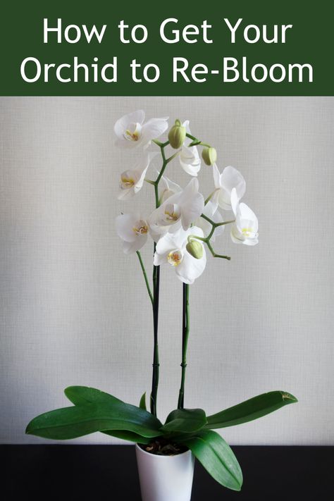 Unlock the secrets of orchid care and enjoy year-round blooms. Learn How to Get Your Orchid to Re-Bloom. 🌼🌿 Natural Orchid Fertilizer, How To Regrow Orchids, Care For Orchids After Blooming, Indoor Orchids Garden, How To Get An Orchid To Bloom Again, When To Repot Orchids, How To Care For An Orchid, How To Get Orchids To Bloom Again, How To Grow Orchids Indoors