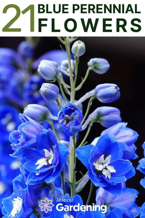 Blue Plants Landscaping, Blue And White Gardens, Patriotic Flower Bed, Blue Perrenial Plants, Blue And Orange Garden, Tall Blue Flowers, Blue Perennial Flowers, Red White And Blue Garden, Blue Flower Names