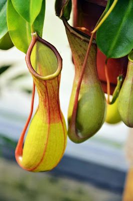 Pitcher Plant Nature Did It First Biomimicry Engineering STEM Challenge Pitcher Plant Care, Green Inferno, Carnivore Plants, Botanical Interests, Pitcher Plants, Man And Nature, Plants Aesthetic, Disneyland Photos, Rare Roses