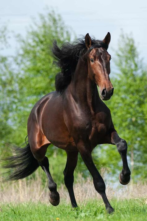 Bay Colored Horses, Horse Facing Forward, Bay Quarter Horse, Horses Reference, Horses Photos, Brown Horses, Irish Sport Horse, Bay Horses, Buckskin Horse