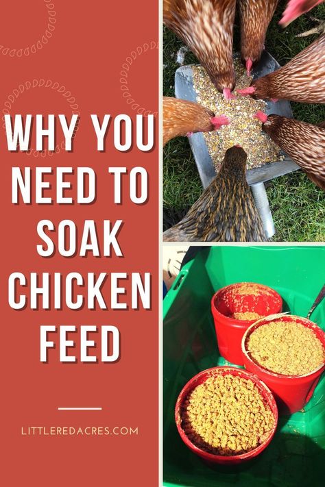 Chicken Feed Cover, Biopod Chicken Feed, Bulk Chicken Feed Storage, Soaking Chicken Feed, Homemade Chicken Feed For Layers, Aesthetic Chicken Coop, Chicken Feed Recipe, Natural Chicken Feed, Fermented Chicken Feed