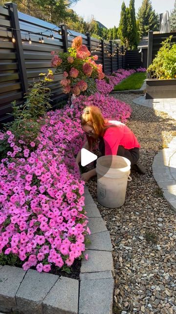 Margaret Valley Landscaping 🌷🩷 on Instagram: "Bubblegum Supertunia Vistas! 🩷🌸💕✨ a magical annual that we use as a ground cover in our gardens. With a ton of different colors to choose from you can’t go wrong with adding a splash of color to areas of your gardens that would otherwise be bare! Now I am sure you are wondering why I am pruning them mid summer… 👇🏼  . . . Honestly, there is no reason other than I wanted to showcase the edging of this beautiful garden bed! It felt a-little wild and over grown if I were to leave it as it is, and I really only think that because this garden has a very manicured shape to it.  The over flow of flowers didn’t fit the style, so I gave them a haircut! However you really dont need to prune this beautiful annual at all during the season which is wh Supertunia Vista Bubblegum, Valley Landscape, Mid Summer, A Haircut, Splash Of Color, Garden Bed, Ground Cover, Flower Beds, Garden Beds