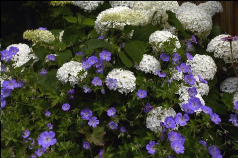 Rozanne geranium and white hydrangea Hydrangea Limelight Combination, Hydrangea Combination Plants, Hydrangea Annabelle Combination, Hydrangea Combinations, Geranium Rozanne Combinations, Annabelle Hydrangea Companion Plants, Hydrangea Limelight, Rozanne Geranium, Hydrangea Annabelle