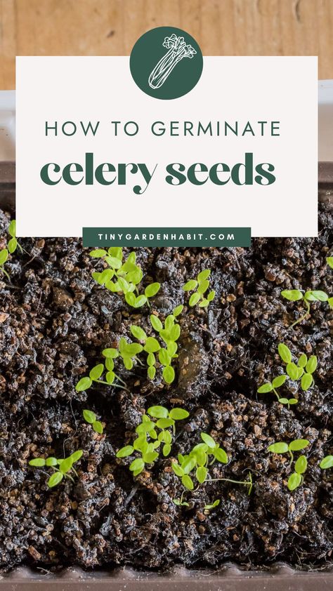 Have you ever struggled to get your celery seeds to germinate? Have you felt frustrated and discouraged because the seeds just wouldn’t sprout, no matter how hard you tried? If so, you’re not alone. Growing celery from seeds is not always easy, but it is possible! In this article, we’ll show you the trick that gets them to germinate, so you can successfully grow celery at home. Grow Celery From Stalk Indoors, Growing Celery From Seed, How To Grow Celery From Seed, Bucket Gardens, How To Grow Celery From Stalk, Harvesting Celery, Celery Growing From Stalk, Grow Celery, Growing Celery