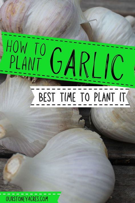 Planting Garlic Cloves, Growing Garlic From Cloves, When To Plant Garlic, How To Plant Garlic, Garlic Garden, Blueberry Gardening, Plant Garlic, Garlic Health Benefits, Growing Onions