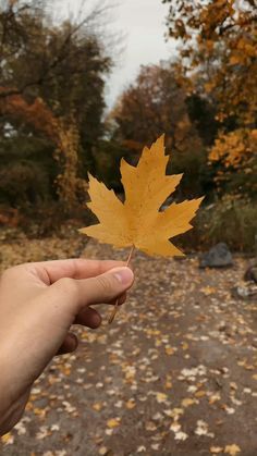 Fall leaves in Prague. Autumn in Czechia Leaves Photography, Photography Autumn, Leaf Photography, Autumn Leaves Photography, Beautiful Places Nature, Beautiful Photos Of Nature, Aesthetic Instagram Theme, Cool Pictures Of Nature, Alam Yang Indah