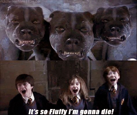 The best Harry Potter dogs, guys! ;-) @Comediva Harry Potter Humor, Scorpius And Rose, Glume Harry Potter, Funniest Pictures, Broken Humor, Hufflepuff Pride, Harry Potter Quiz, Gay Ships, Movies Quotes