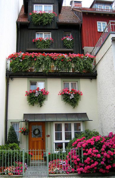 Gerani rampicanti😍😍😍 Vertikal Garden, Window Planter, Small Patio Decor, Small Balcony Garden, Window Box Flowers, Balcony Flowers, Balcony Plants, Garden Wallpaper, Indoor Herb Garden