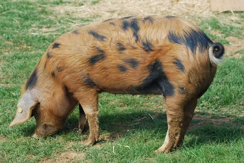 berkshire pigs | Le Logis Oxford Sandy And Black, Black Pigs, Pig Houses, Pastured Pigs, Berkshire Pigs, Three Little Pig, Pork Pies, Tiny Pigs, Pig Breeds