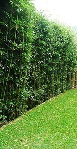 Black Bamboo Plant, Hedges Landscaping, Bamboo Hedge, Bamboo Landscape, Clumping Bamboo, Bamboo Trees, Bamboo Garden, Bamboo Plants, Backyard Makeover