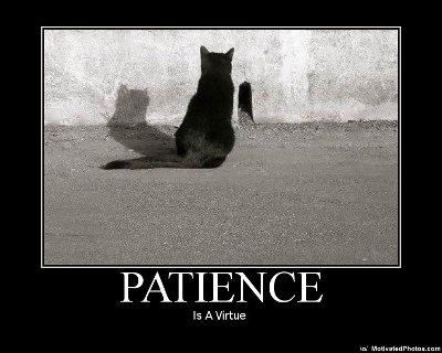 cat and mouse Virtue Quotes, Patience Citation, Patience Is A Virtue, Patience Quotes, Be Patience, Family Theme, Patiently Waiting, Picture Quotes, Good News