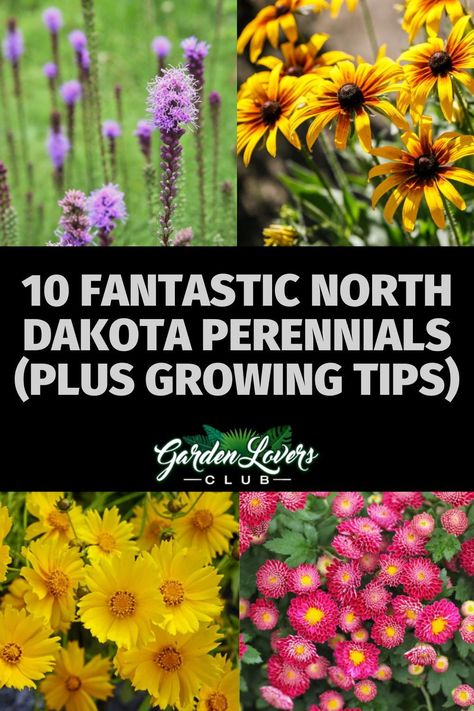 The state of North Dakota encompasses USDA plant hardiness zones 3a to 4a with its cold winters and short growing season. While you can’t grow some of the lush, sub-tropical plants that southern gardeners can, there are plenty of hardy perennials that will thrive in North Dakota. North Dakota Native Plants, North Dakota Garden, North Dakota Flowers, South Dakota Gardening, North Dakota Landscape, Periannual Flowers, Dakota House, Perennial Bushes, Best Perennials For Shade