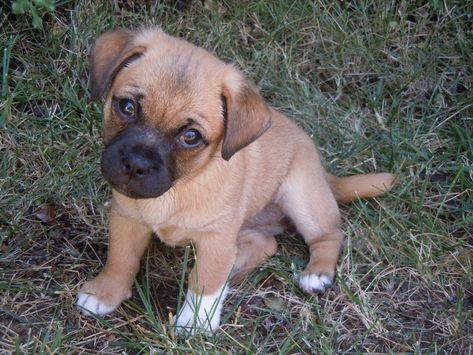 Find out all about jug puppies in this article about the adorable Jack Russell and pug designer crossbreed that has won the nation's heart. Small Mixed Breed Dogs, Jug Dog, Boxer Pup, Pug Mix, Boxer Puppy, Dog List, Boxer Puppies, Mixed Breed Dogs, Bull Terrier Dog