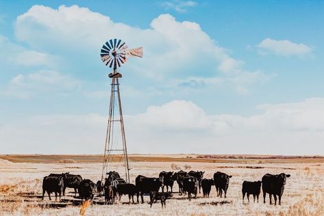 Backyard Windmill, Western Collage, Angus Cows, Phone Update, Black Angus Cattle, Western Aesthetics, Angus Cattle, Aesthetic Country, Cowboy Photography