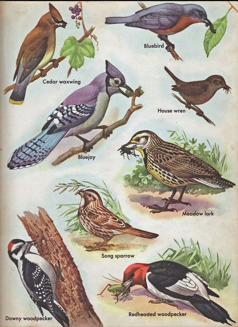 North American Birds, North American Animals, American Birds, Bird Identification, Audubon Birds, Bird Poster, Bird Book, Bird Watcher, Bird Artwork