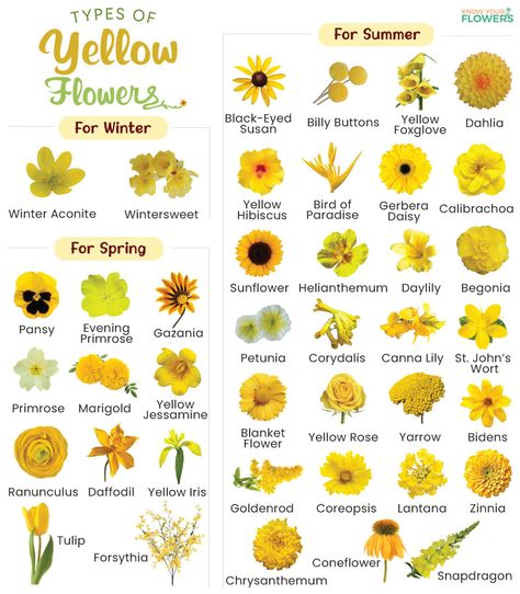 Types of Yellow Flowers - List of Names with Pictures Types Of Yellow Flowers, Types Of Daffodils, Yellow Flowers Meaning, Names Of Flowers With Pictures, Flowers Name With Pictures, Orange Flower Names, Yellow Flowers Names, Flowers By Color, Flowers Chart