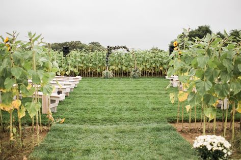 Wedding In Sunflower Field, Corn Field Wedding Ceremony, Sunflower Field Wedding Ceremony, Sunflower Field Wedding, Field Wedding Ceremony, Flower Field Wedding, Sunflower Wedding Ideas, Lavender Sunflower, Sunflower Festival