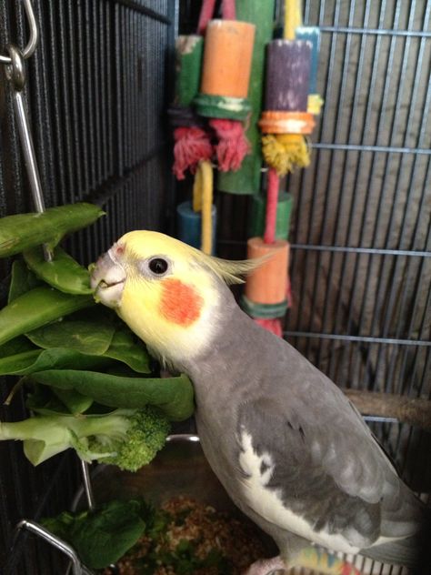 Cockatiel Care, Homemade Bird Toys, Best Pet Birds, Cockatiel Toys, Cockatiel Cage, Birds For Kids, Diy Bird Toys, Bird Treats, Bird Aviary