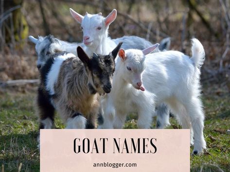 Goat Names: 450 Unique, Cute, and Catchy Ideas - Ann Blogger Goat Names, Names For Girl, Royal Names, Female Goat, Names For Girls, Famous Historical Figures, Bunny Names, Goats Funny, Baby Goat