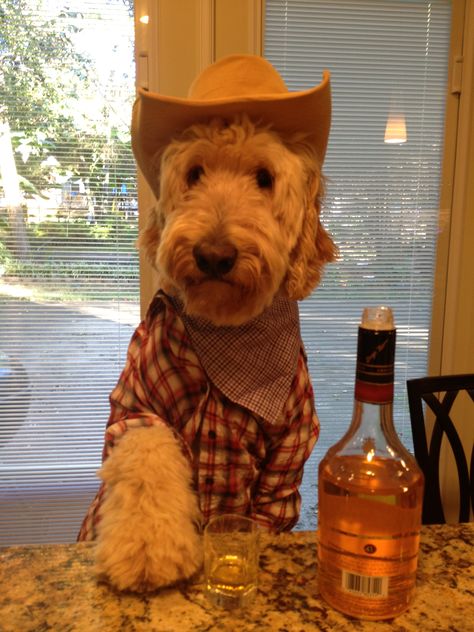 Sheriff Max is in town! Golden Retriever Photography, Labradoodle Dogs, Australian Labradoodle, Doodle Dog, Dog Halloween Costumes, Dog Costumes, Dog Halloween, Labradoodle, Sweet Animals