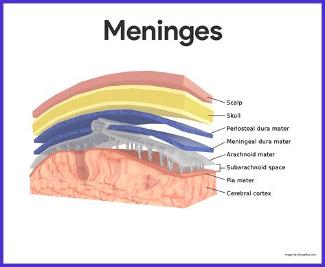 Nervous System Anatomy, Basic Anatomy And Physiology, Medical Student Study, Brain Anatomy, Biology Lessons, Nursing School Studying, Nursing School Tips, Medical School Studying, Nursing School Notes