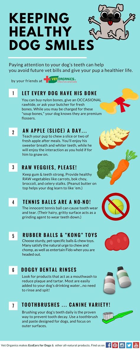 You may also enjoy our related posts,  How to Care for Your Dog’s Teeth http://www.vet-organics.com/your-dogs-teeth/ and Crucial Canine Teeth Tips http://www.vet-organics.com/crucial-canine-teeth-tips/ #PuppyCare #CareForPuppies Danny Dog, Bad Dog Breath, Dog Infographic, Puppy Training Schedule, Canine Tooth, Dog Breath, Dog Health Tips, Comparison Chart, Dog Info