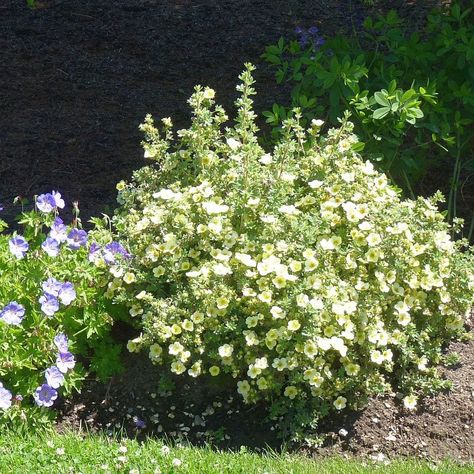 Evergreens For Shade, Ecological Landscape, Native Plant Landscape, Sustainable Landscape, Shrubs For Privacy, Smooth Hydrangea, Sustainable Landscaping, Native Plant Gardening, Wildlife Gardening