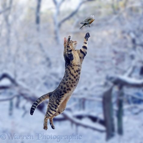 Gato que pula em Robin na neve Cat Jumping, Cats 101, Cat Anatomy, Bird Flying, Cat Reference, Image Chat, Warrior Cats Art, Cat Pose, Warrior Cat