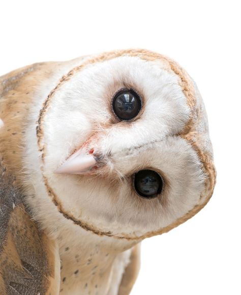 Common Barn Owl Head - A close-up of the head of a common barn owl. #BarnOwl #Wildlife Barn Owl Aesthetic, Scottish Birds, Black Barn Owl, Barn Owl Flying, Owl Aesthetic, Owls Cute, Portable Altar, Owl Face, Owl Head