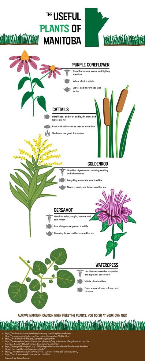 Plants And Their Names, Medicinal Plants And Their Uses, Plant Chart, Aboriginal Food, Adventurers Guild, Useful Plants, Medicinal Wild Plants, Edible Weeds, Food Foraging