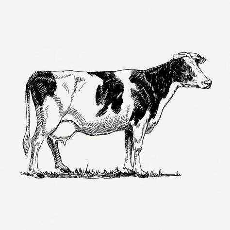 Cow Tattoo, Cow Vector, Cow Illustration, Cow Drawing, Holstein Cows, Free Printable Art, Dairy Cows, Personalized Golf, Milk Cow