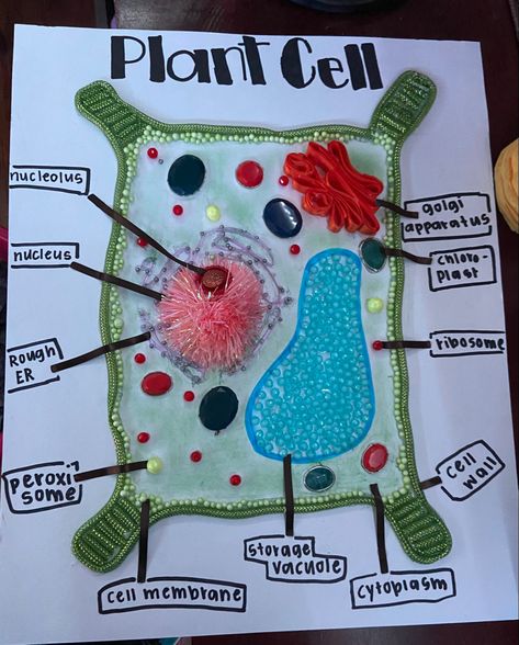 Microbiology Creative Projects, Plant Cell Project Ideas, Biology Working Model, 3d Plant And Animal Cell Project, Plant Cell Project Ideas Models, Plant Cell Analogy Project Ideas, Plant Cells Project Ideas, 3d Cell Project, Noun Chart