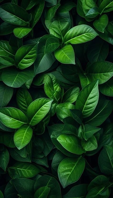 Green Leafs Aesthetic, Balcony Garden Diy, Leaves Wallpaper Iphone, Colourful Wallpaper Iphone, Plant Background, Joker Wallpapers, Silver Silk, Abstract Art Wallpaper, Wallpaper Nature Flowers